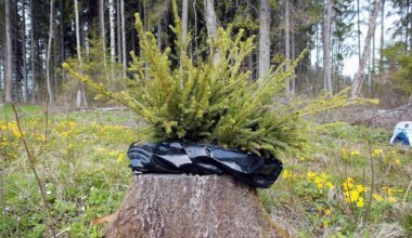Postimehel oli õigus välismaalt Eestisse toodud metsaistikute päritolu kahtlaseks nimetada