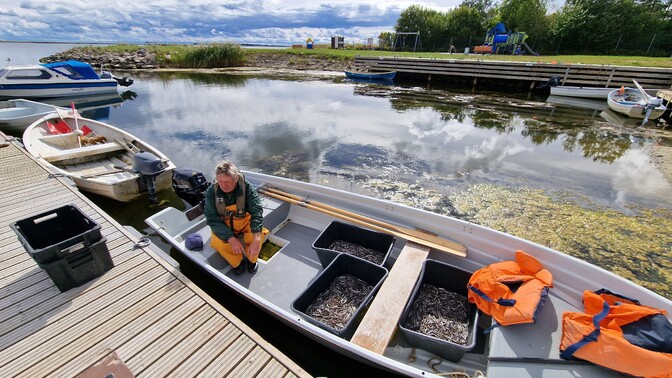 Ministeeriumid on angerjate kaitsmise küsimuses eri meelt | Majandus