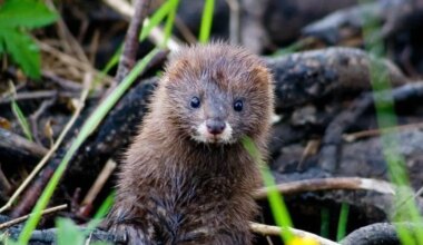 Eesti katsetab ohustatud lindude kaitseks väikekiskjate ohjamist
