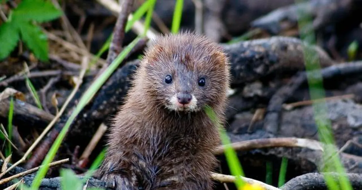 Eesti katsetab ohustatud lindude kaitseks väikekiskjate ohjamist