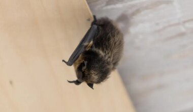 ÜLESKUTSE ⟩ Andke teada keldrites talvituvatest nahkhiirtest