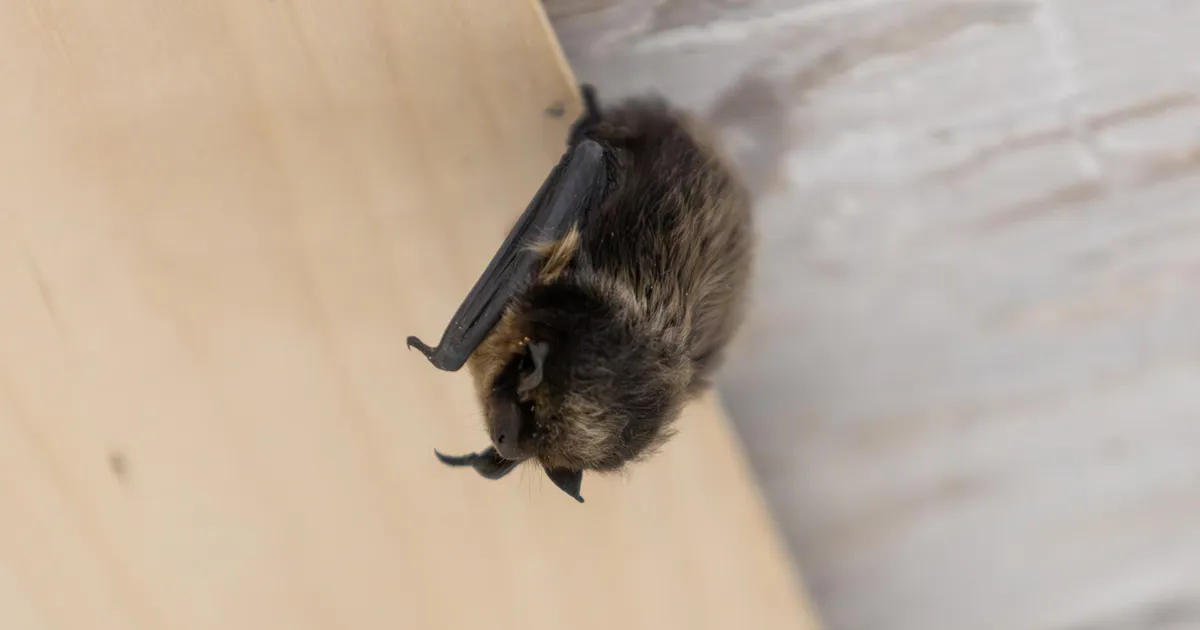 ÜLESKUTSE ⟩ Andke teada keldrites talvituvatest nahkhiirtest