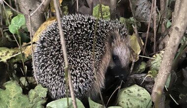 AASTA LOOM 2026 ⟩ Eesti siilidel on keeruline vahet teha