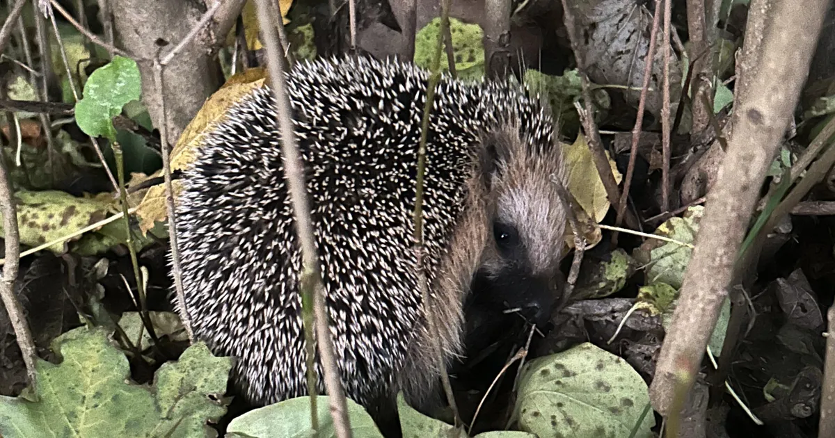 AASTA LOOM 2026 ⟩ Eesti siilidel on keeruline vahet teha