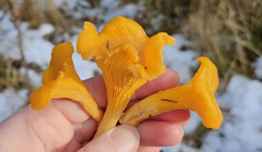 seenekorjaja leidis Taevaskojas lume alt hunniku kukeseeni