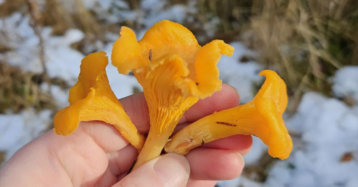 seenekorjaja leidis Taevaskojas lume alt hunniku kukeseeni