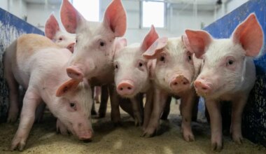 Seakasvatussektori taastamiseks vajalikud laudad maksaks 75 miljoni eurot