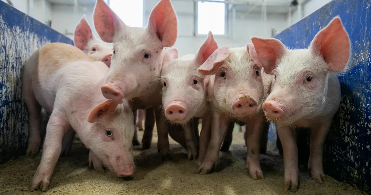 Seakasvatussektori taastamiseks vajalikud laudad maksaks 75 miljoni eurot