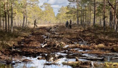 KADRI-AIJA VIIK ⟩ Kikepera metsade uputamine kui terve mõistuse proovikivi