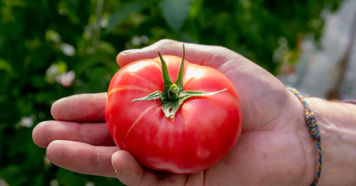 Lüpsjast juhini: kes võidab maksuküüru kaotamisest enim? - Maa Elu
