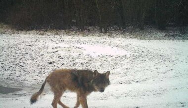 Hunt murdis Puhja lähistel hoovist suure õuekoera