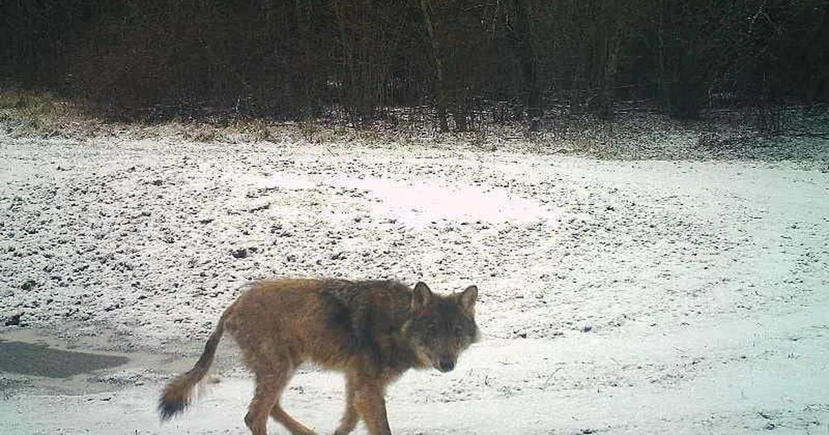Hunt murdis Puhja lähistel hoovist suure õuekoera