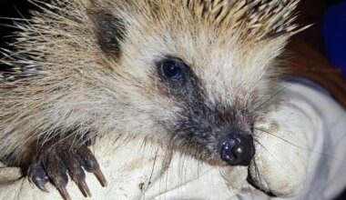 Siil – väike loom suure sõnumiga - Järva Teataja