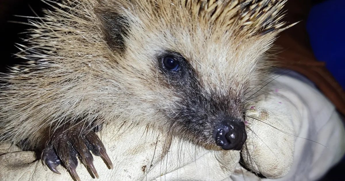 Siil – väike loom suure sõnumiga - Järva Teataja