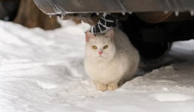 OLULINE ⟩ See üks liigutus enne sõitu võib päästa auto alla peitu pugenud looma elu