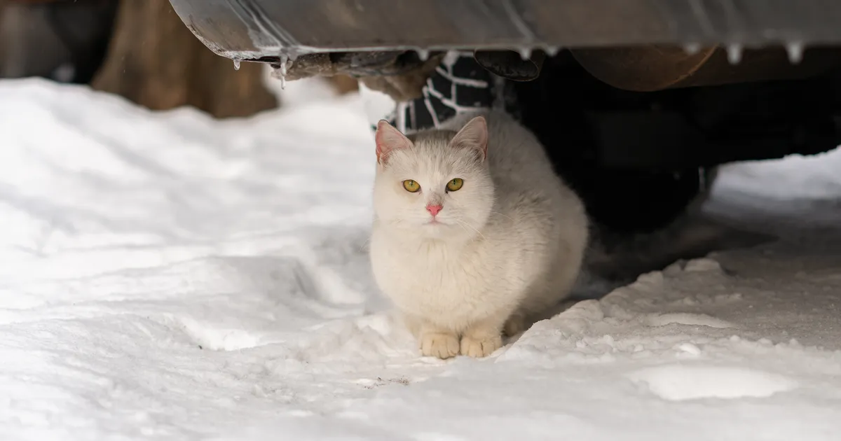 OLULINE ⟩ See üks liigutus enne sõitu võib päästa auto alla peitu pugenud looma elu
