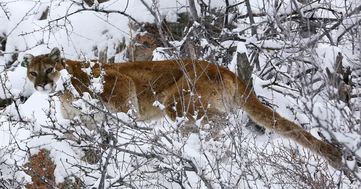 USA mägedes murdis puuma matkaja maha