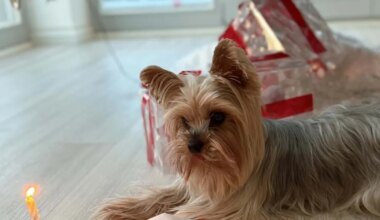 VAEVATASU 1000 EUROT ⟩ Uusaastaööl kadus Rae vallas Peetris tõukoer. «Isegi kui keegi ta varastas, palun tooge ta tagasi!»