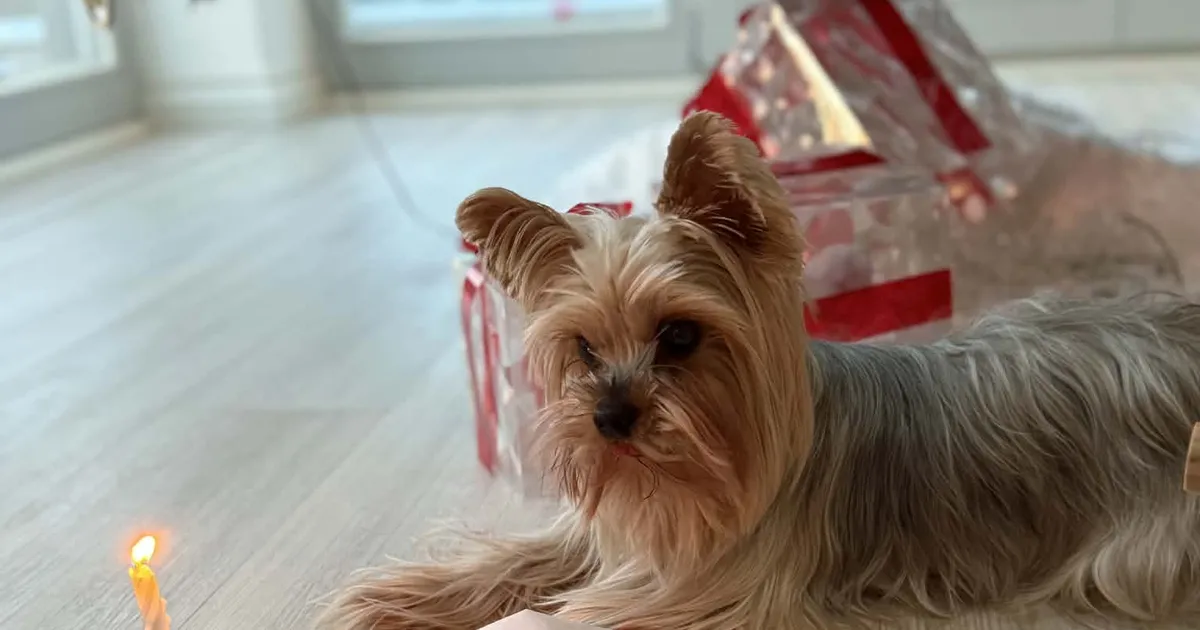 VAEVATASU 1000 EUROT ⟩ Uusaastaööl kadus Rae vallas Peetris tõukoer. «Isegi kui keegi ta varastas, palun tooge ta tagasi!»