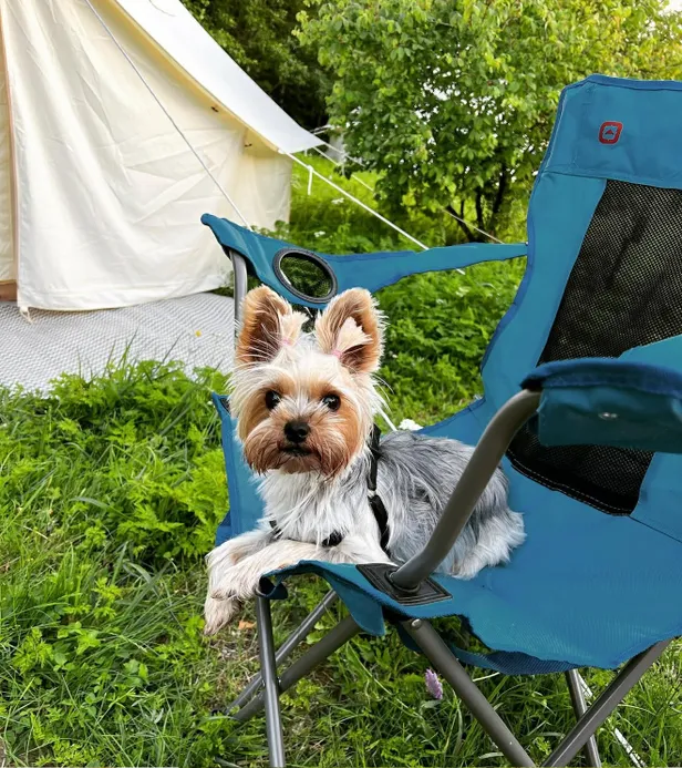 Kaduma läinud koer.