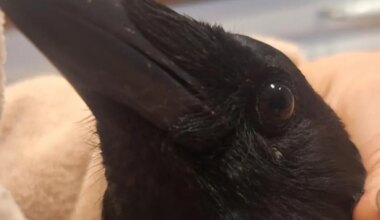 AITA LEIDA ⟩ Nõmmel läks kaduma lennuvõimetu vares Vooster