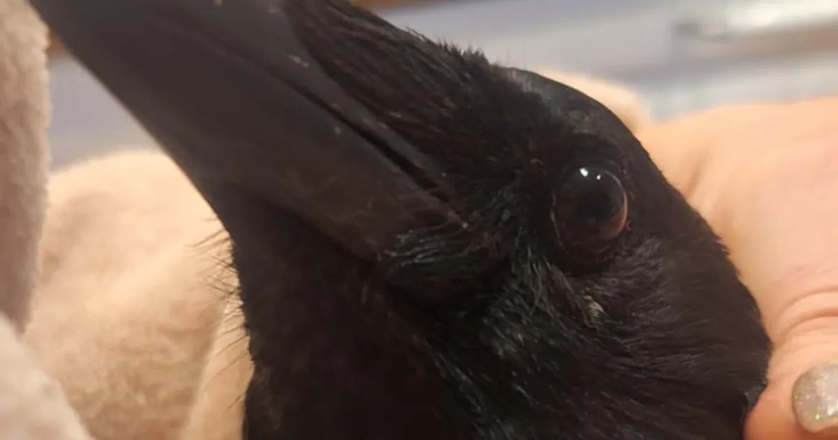 AITA LEIDA ⟩ Nõmmel läks kaduma lennuvõimetu vares Vooster