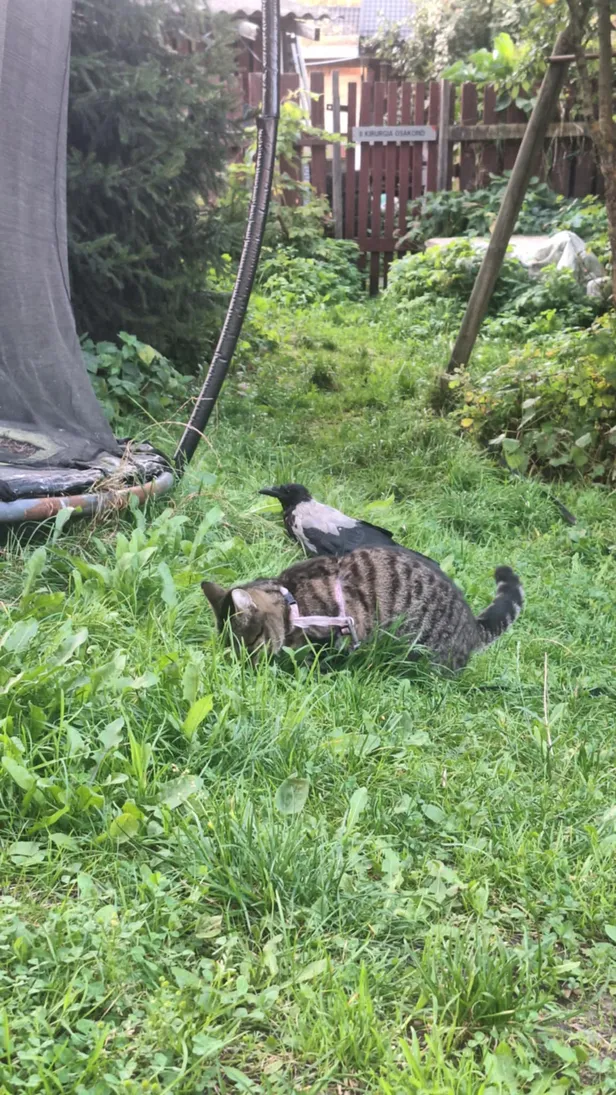 Vares Vooster saab hästi läbi ka pere teiste koduloomadega.