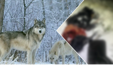 «Verised jäljed viisid metsa.» Hundid murdsid Tartumaal koduõuel jahimehe koera