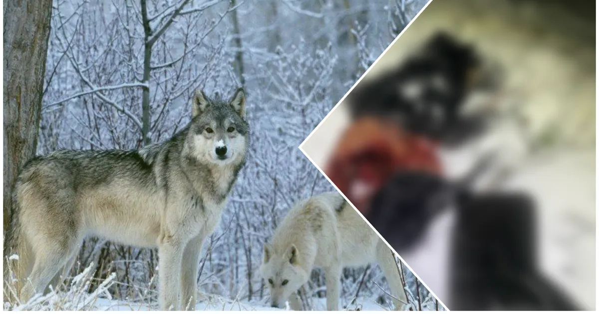 «Verised jäljed viisid metsa.» Hundid murdsid Tartumaal koduõuel jahimehe koera