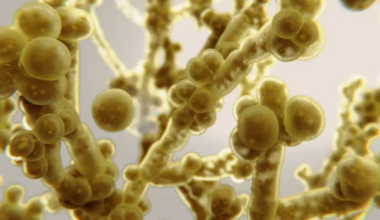 See üsna hiljuti avastatud seen on juba muutunud eluohtlikuks – vaata palju inimesi tema tõttu hauda läheb