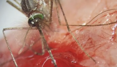 KES OLEKS VÕINUD ARVATA ⟩ Näib, et ka isased sääsed imevad verd