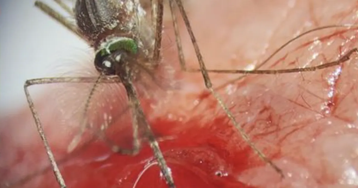 KES OLEKS VÕINUD ARVATA ⟩ Näib, et ka isased sääsed imevad verd