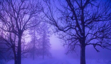 Eeloleva nädala ööd toovad krõbedaid miinuskraade - Ilmajaam