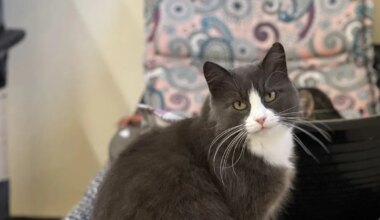 Paku kodusooja: pai-võlumaailmast lummatud Uba!