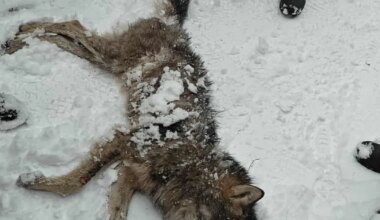 Koera murdnud hunt vahtis taluhoovis inimesega tõtt - Tartu Postimees