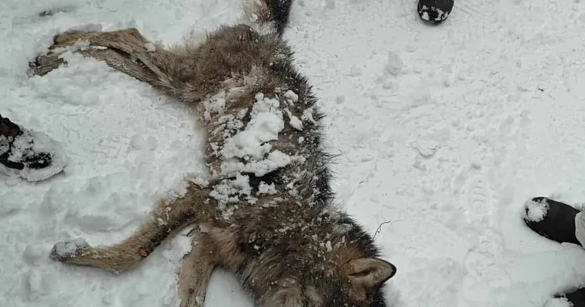Koera murdnud hunt vahtis taluhoovis inimesega tõtt - Tartu Postimees