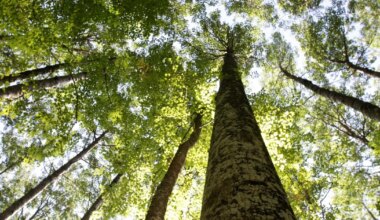 LOODUS ⟩ Eesti looduse tänavuste esindajate seas leidub väga eriliste omadustega liike