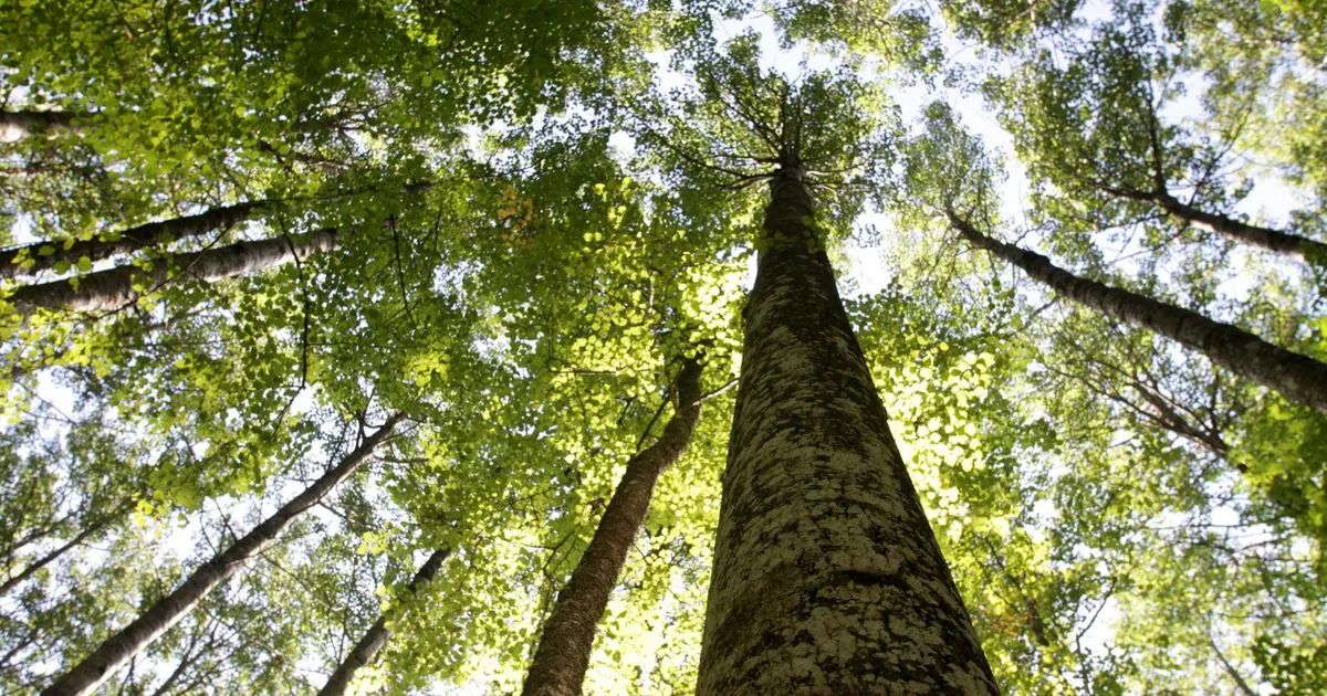 LOODUS ⟩ Eesti looduse tänavuste esindajate seas leidub väga eriliste omadustega liike