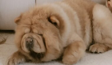 KAS OLED NÄINUD? ⟩ Pärnus otsitakse aastavahetusel kadunud tšau-tšau koera. «Esimese kuuldud paugu peale sattus paanikasse ja põgenes!»