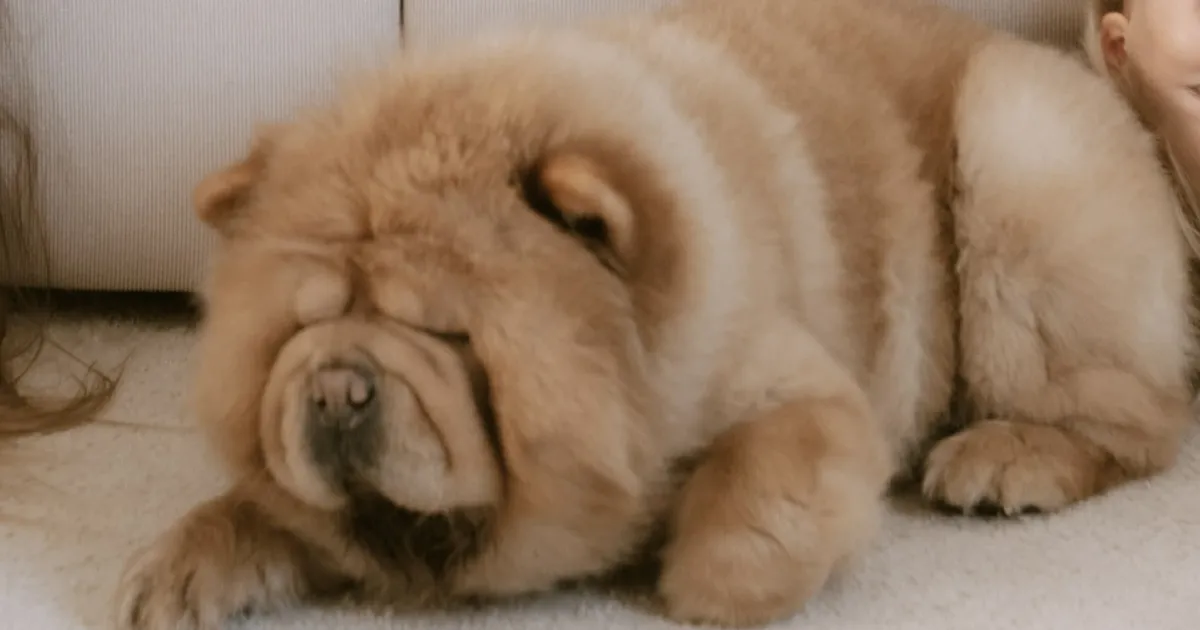 KAS OLED NÄINUD? ⟩ Pärnus otsitakse aastavahetusel kadunud tšau-tšau koera. «Esimese kuuldud paugu peale sattus paanikasse ja põgenes!»