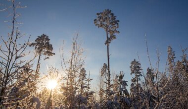 Jäär on väga ambitsioonikas, Lõvi on täis loovust ja mängulisust