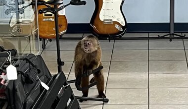 ahvipärdik korraldas muusikapoes paraja kaose