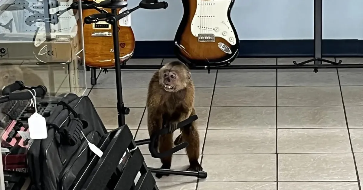 ahvipärdik korraldas muusikapoes paraja kaose