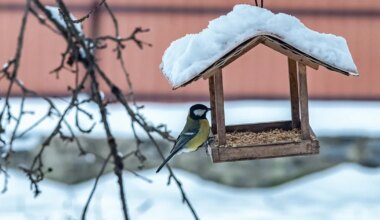 AIALINDUDE TOITMINE ⟩ Millal alustada ja kuidas seda õigesti teha