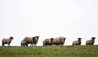 VIDEO ⟩ Poolsada ostuhimulist lammast marssis Saksamaal odavpoodi