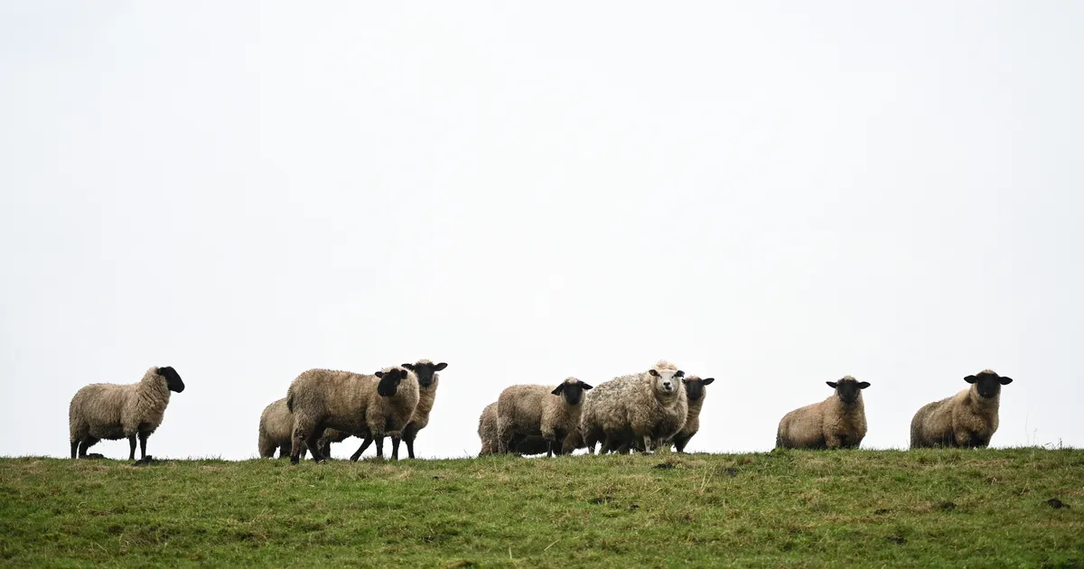VIDEO ⟩ Poolsada ostuhimulist lammast marssis Saksamaal odavpoodi