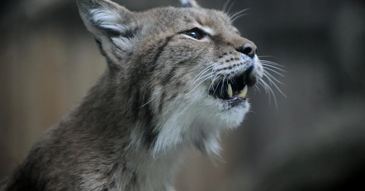 Jahikeeld võib hakata ilveste arvukust vähendama