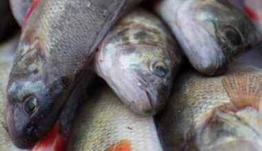 Töötajaid koondanud ja suure maksuvõlaga kalatööstus kukkus kokku