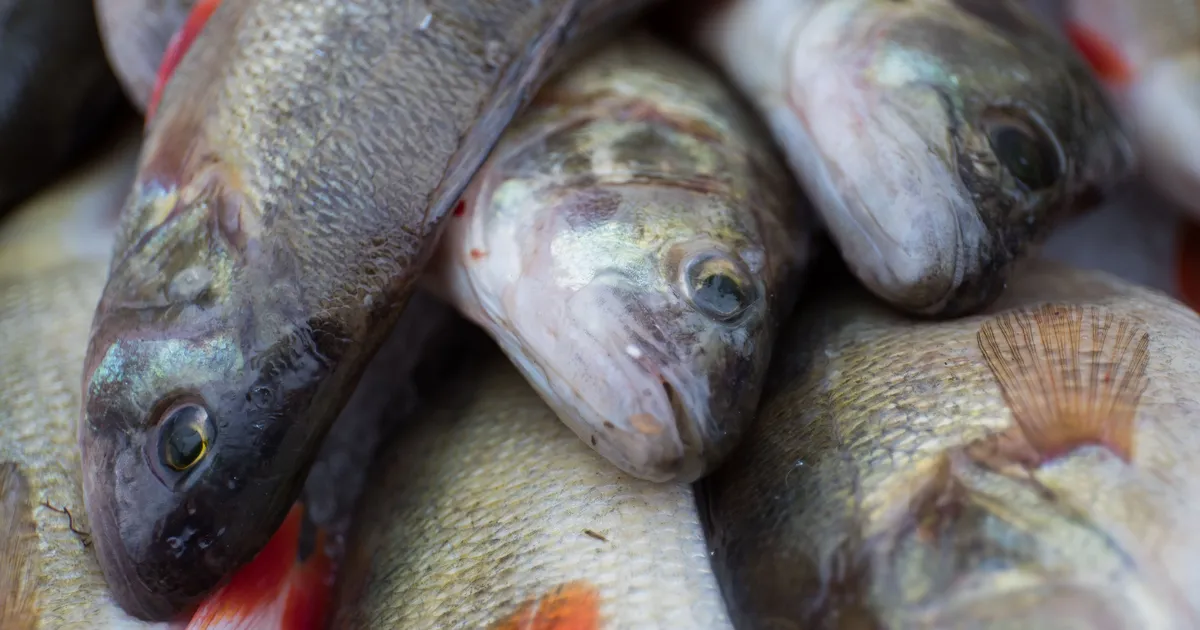 Töötajaid koondanud ja suure maksuvõlaga kalatööstus kukkus kokku