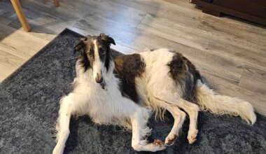 TÕELINE VEDAMINE ⟩ Nädala eest Muugal kadunud koer jõudis koju tagasi